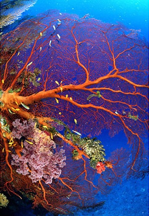 Chiêm ngưỡng 8 kỳ quan thiên nhiên thế giới mới - 8 Chiêm ngưỡng 8 kỳ quan thiên nhiên thế giới mới - 8