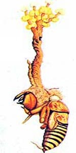 Đông trùng Hạ thảo - vị thuốc thần kỳ? - 1 Đông trùng Hạ thảo - vị thuốc thần kỳ? - 1