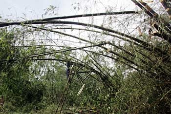 Nam Đông không khóc nổi! - 4 Nam Đông không khóc nổi! - 4