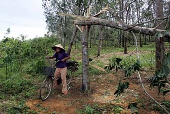Nam Đông không khóc nổi! - 12 Nam Đông không khóc nổi! - 12