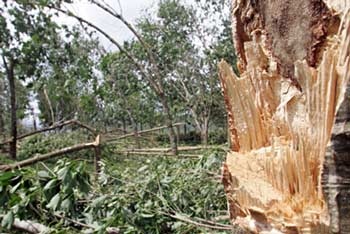 Nam Đông không khóc nổi! - 1 Nam Đông không khóc nổi! - 1