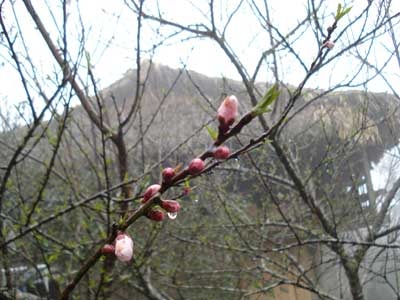 Sapa: Băng xuất hiện trên núi Hàm Rồng - 1 Sapa: Băng xuất hiện trên núi Hàm Rồng - 1