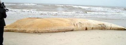 Cá voi trắng dạt vào bờ biển Đà Nẵng - 1