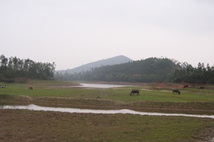 Vĩnh Phúc: Quyết “cấu” rừng kiếm đô-la - 1