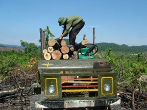 Toàn cảnh một cánh rừng bị tàn phá - 8 Toàn cảnh một cánh rừng bị tàn phá - 8