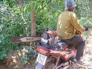 Toàn cảnh một cánh rừng bị tàn phá - 6 Toàn cảnh một cánh rừng bị tàn phá - 6