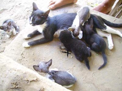 Hà Tĩnh: Mèo sinh ra... chó? - 1 Hà Tĩnh: Mèo sinh ra... chó? - 1