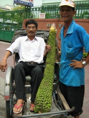 Đà Nẵng: Buồng chuối 280 nải - 1