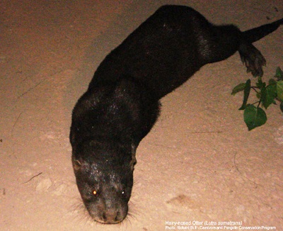 Tìm thấy loài rái cá quý hiếm nhất châu Á ở Việt Nam - 1