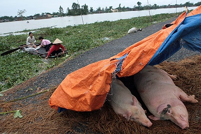 Hà Nội “mới” khốn cùng trong nước - 10
