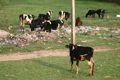 Gia súc ngán ngấy vì phải… uống sữa bò - 1