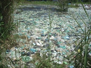 Tôm cá chết trắng đầm do nhà máy xả chất thải - 1 Tôm cá chết trắng đầm do nhà máy xả chất thải - 1