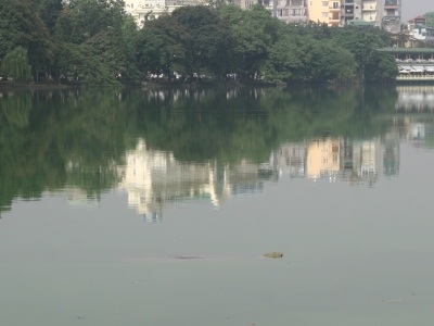 “Cụ” rùa hồ Gươm nổi sau trận mưa lịch sử - 1