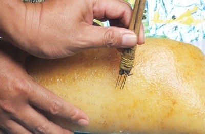 “Phù phép” lợn nái thành lợn rừng - 1