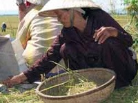 Lưng còng gánh nặng mưu sinh  - 1