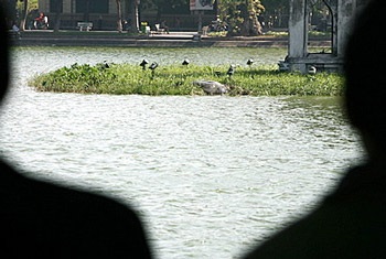 Ảnh cụ rùa Hồ Gươm nổi trong ngày nắng đẹp - 2