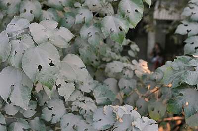 Chùm ảnh Hà Nội mùa bụi - 6 Chùm ảnh Hà Nội mùa bụi - 6