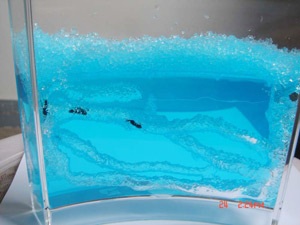 “Nuôi” kiến cảnh - Thú chơi mới - 2 “Nuôi” kiến cảnh - Thú chơi mới - 2