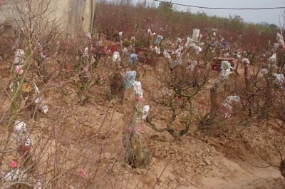 Đào Nhật Tân khóc, quất Tứ Liên cười - 1