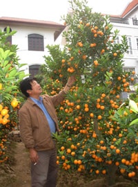 Đào Nhật Tân khóc, quất Tứ Liên cười - 2