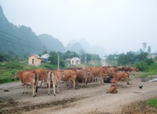 Kỳ 2: Nỗi niềm bản Rục - 1