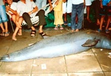 Ngư dân bắt được con cá lạ nặng 2 tạ - 1 Ngư dân bắt được con cá lạ nặng 2 tạ - 1