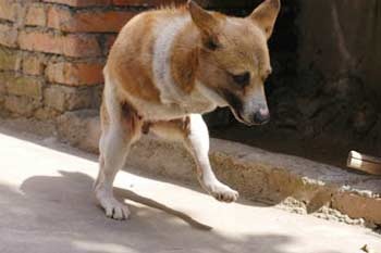 Chó 2 chân ở Trung Quốc - 1