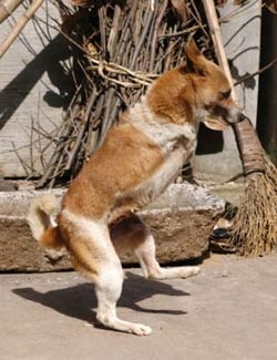 Chó 2 chân ở Trung Quốc - 3