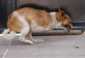 Chó 2 chân ở Trung Quốc - 2