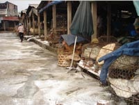 Chợ đầu mối Long Biên chạy… kiểm dịch - 1