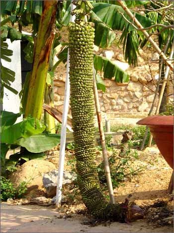 Cây chuối trăm nải  - 1