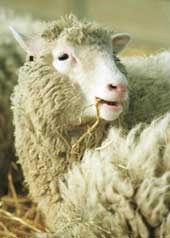 “Cha đẻ” của cừu Dolly chỉ là “cha dượng” - 1