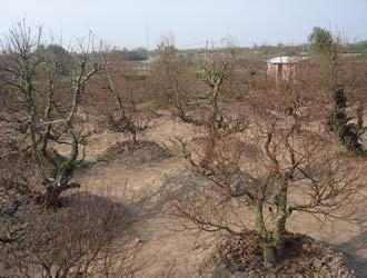 Quất Tứ Liên được mùa, đào Nhật Tân “chờ” thời tiết - 1