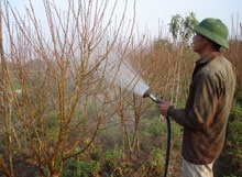 Đào quất Tết: Được mùa hay mất, giá vẫn tăng - 1 Đào quất Tết: Được mùa hay mất, giá vẫn tăng - 1