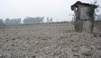 Tết này, Hà Nội “khuyết” đào Phú Thượng - 1