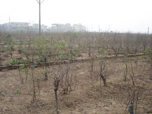 Tết này, Hà Nội “khuyết” đào Phú Thượng - 2