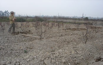 Tết này, Hà Nội “khuyết” đào Phú Thượng - 3