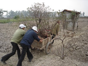 Tết này, Hà Nội “khuyết” đào Phú Thượng - 4
