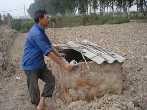 Tết này, Hà Nội “khuyết” đào Phú Thượng - 6