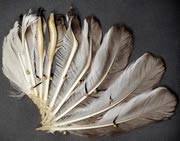 Chim hót bằng cánh - 1