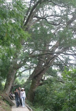 Chùm ảnh: Yên Tử ngày khai hội - 4