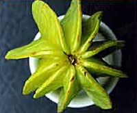 Khế muôn hình vạn dạng - 2