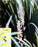 Bài thuốc giúp lớn ngực - 1