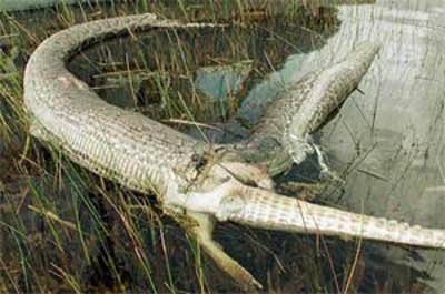 Mãng xà nổ bụng vì xơi... cá sấu - 1