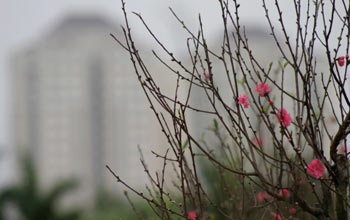 Đào Nhật Tân - một chút để nhớ… - 2