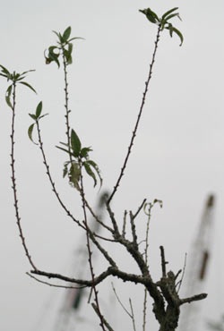 Đào Nhật Tân - một chút để nhớ… - 4