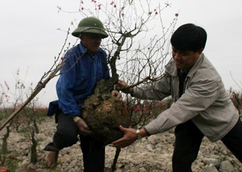 Đào Nhật Tân - một chút để nhớ… - 6