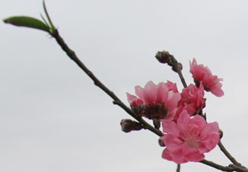 Đào Nhật Tân - một chút để nhớ… - 7