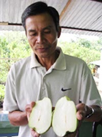 Mít ruột đỏ, ổi không hạt  - 1