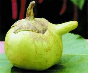 “Chuối” trong đu đủ - 2